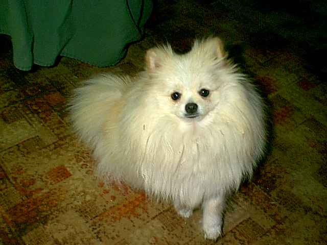 Kota